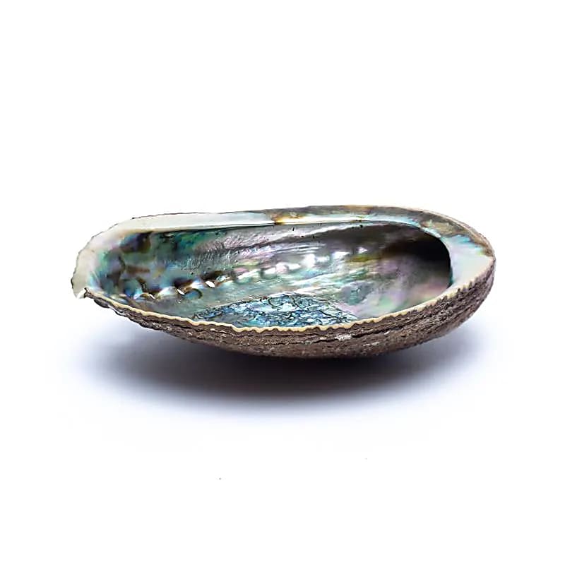 Groene abalone schelp